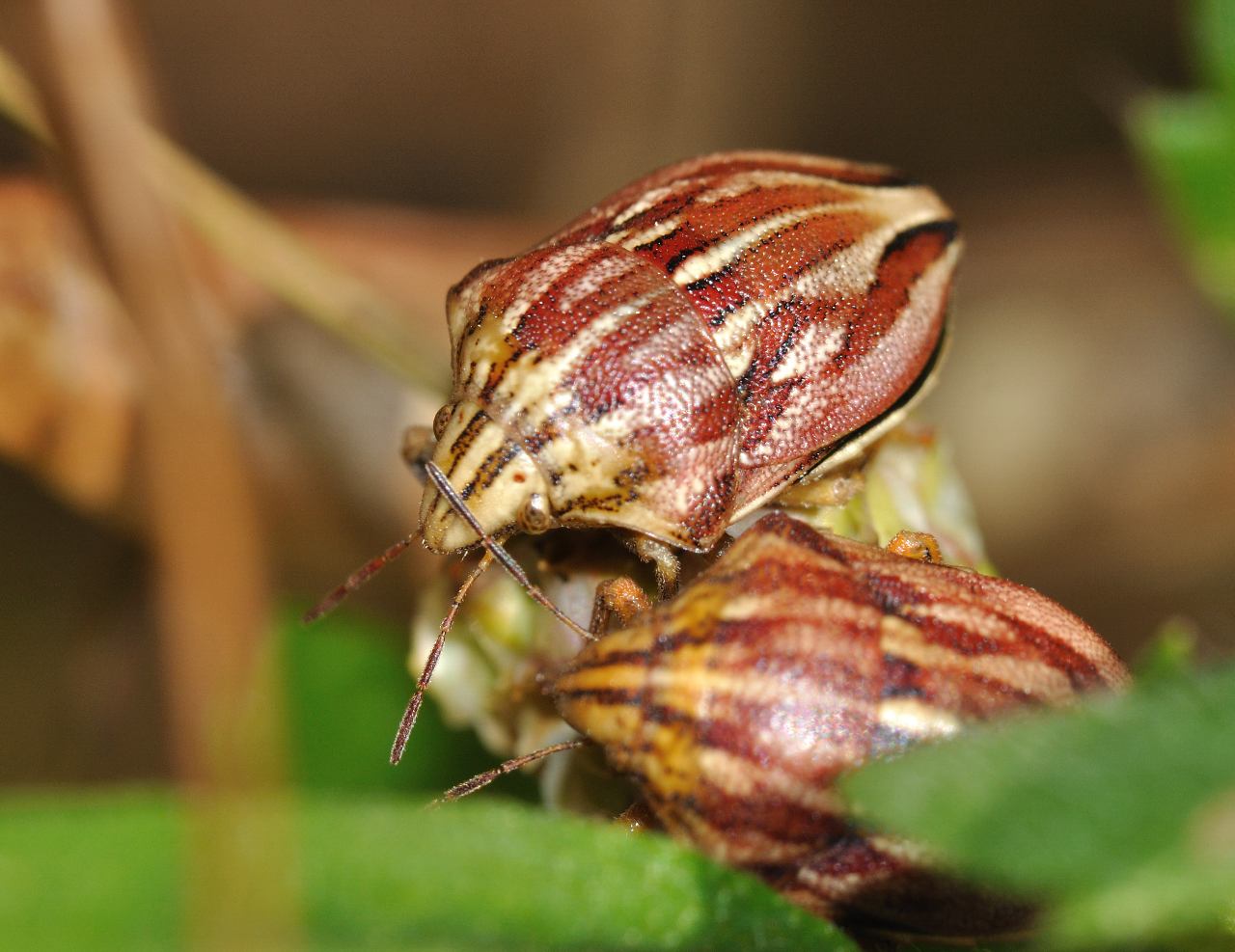 Scutelleridae: Odontotarsus purpureolineatus di Mentana